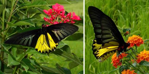 Réf. 234 947 : Troides aeacus